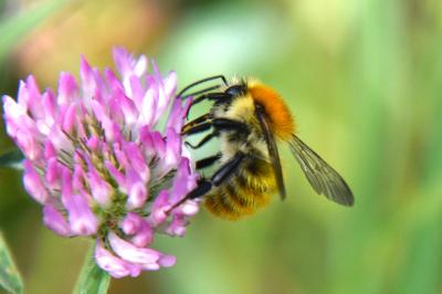 <i>Bombus pascuorum</i>