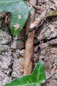 <i>Lasius fuliginosus</i>