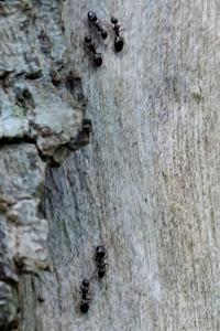 <i>Dolichoderus quadripunctatus</i>