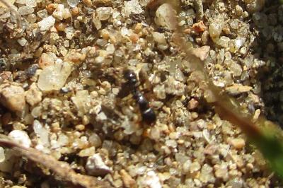 <i>Tetramorium</i>