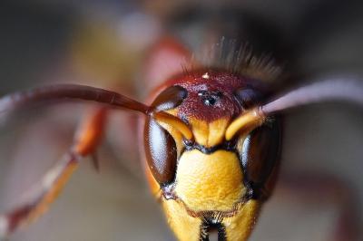 <i>Vespa crabro</i>