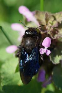 <i>Xylocopa violacea</i>