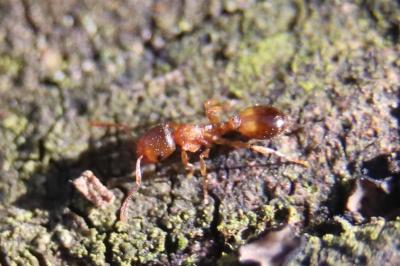 <i>Temnothorax nylanderi</i>