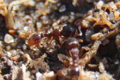 <i>Tetramorium</i>