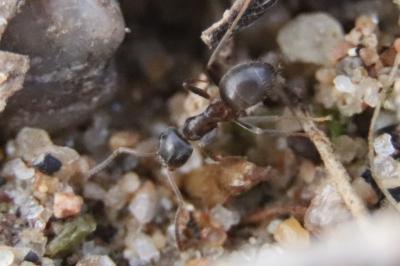 <i>Lasius niger</i>