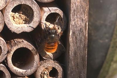 <i>Osmia cornuta</i>