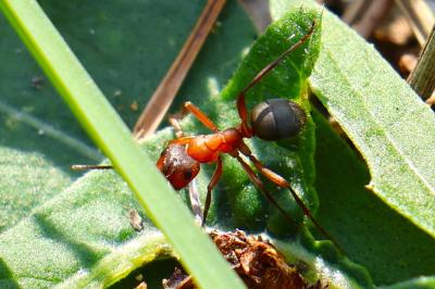 <i>Formica sanguinea</i>