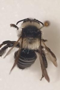 <i>Andrena cineraria</i>