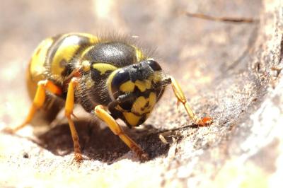 <i>Vespula germanica</i>