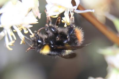 <i>Bombus pratorum</i>