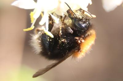 <i>Bombus hypnorum</i>