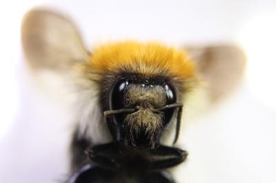 <i>Bombus pascuorum</i>