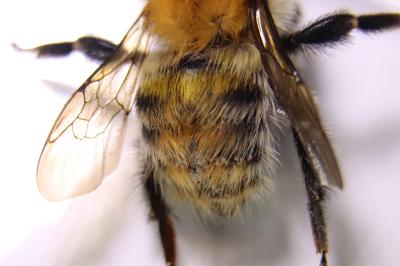 <i>Bombus pascuorum</i>