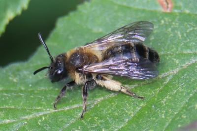 <i>Colletes cunicularius</i>