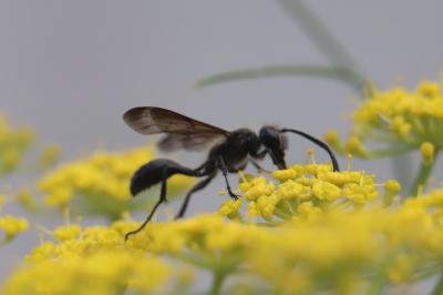 <i>Isodontia mexicana</i>