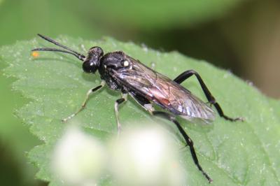 <i>Macrophya militaris</i>