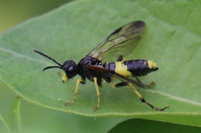 <i>Tenthredo temula</i>