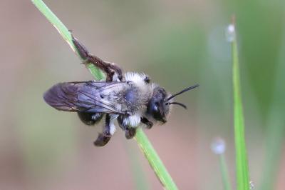<i>Andrena vaga</i>