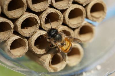 <i>Osmia bicornis</i>