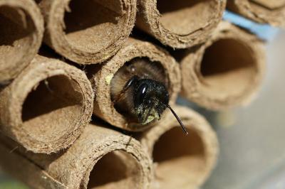 <i>Osmia bicornis</i>