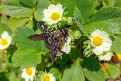 <i>Xylocopa violacea</i>