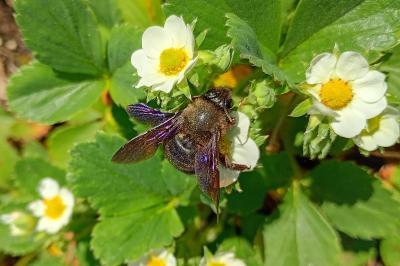 <i>Xylocopa violacea</i>