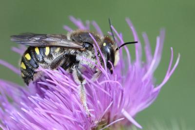 <i>Anthidium septemspinosum</i>
