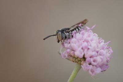 <i>Coelioxys</i>