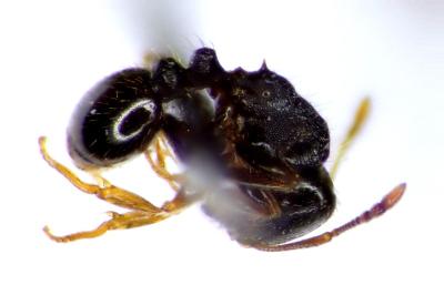 <i>Tetramorium caespitum</i>