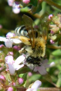 <i>Colletes succinctus</i>