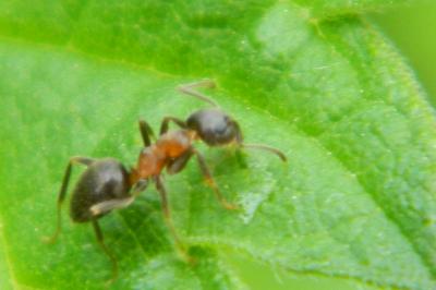 <i>Lasius niger</i>