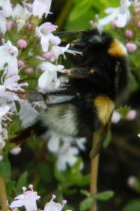 <i>Bombus terrestris</i>