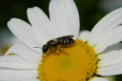 <i>Chelostoma florisomne</i>