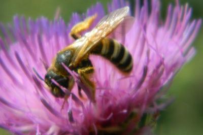 <i>Halictus scabiosae</i>