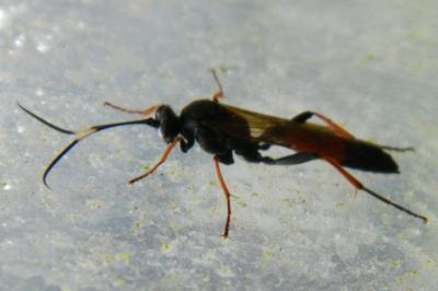 <i>Protichneumon pisorius</i>