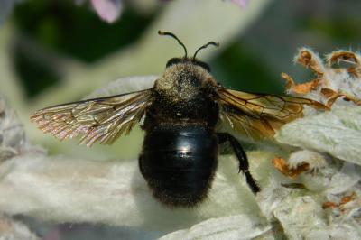 <i>Xylocopa violacea</i>