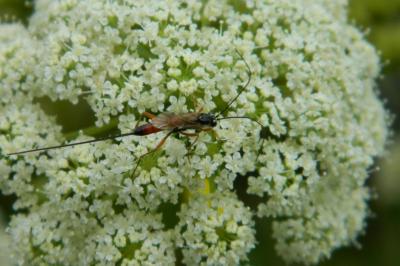 <i>Gasteruption jaculator</i>