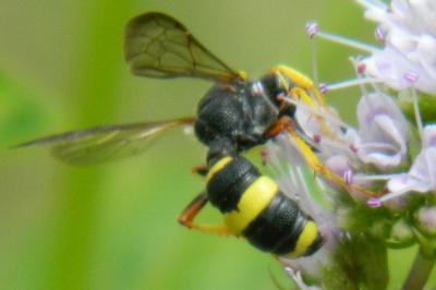 <i>Cerceris rybyensis</i>