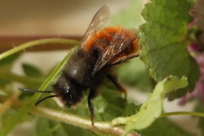 <i>Osmia cornuta</i>