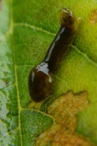 <i>Caliroa cerasi</i>