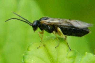 <i>Euura vesicator</i>