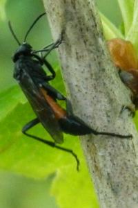 <i>Ctenichneumon panzeri</i>