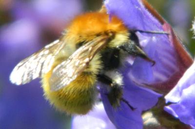 <i>Bombus pascuorum</i>