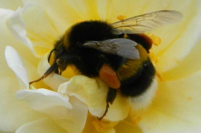 <i>Bombus lucorum</i>
