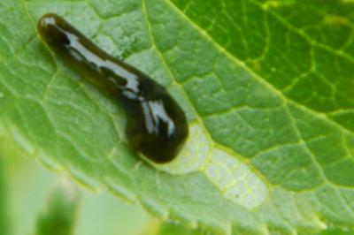 <i>Caliroa cerasi</i>