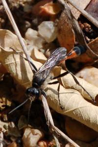 <i>Ammophila sabulosa</i>