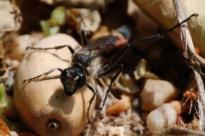 <i>Ammophila sabulosa</i>