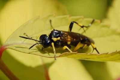 <i>Macrophya montana</i>