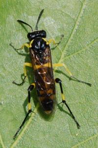 <i>Macrophya montana</i>