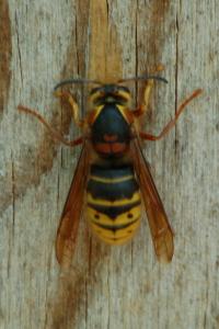 <i>Dolichovespula media</i>